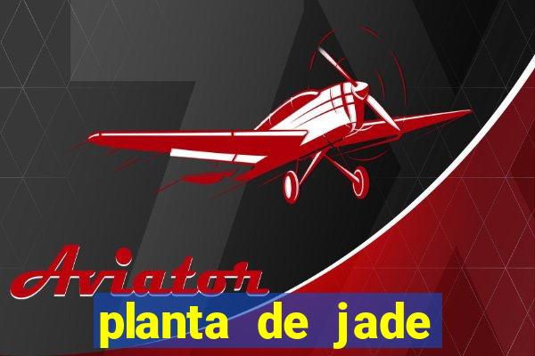 planta de jade significado espiritual